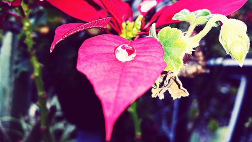 Close-up of red flower