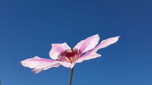 Close-up of pink flower against blue sky