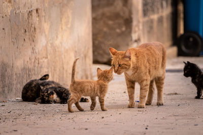 The smallest feline is a masterpiece - love of father and son.