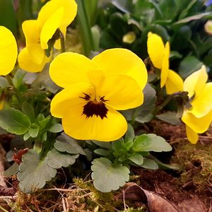 Close-up of yellow flowers blooming on field