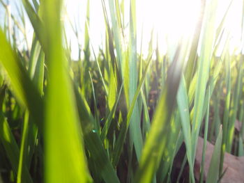 Close-up of grass growing in field