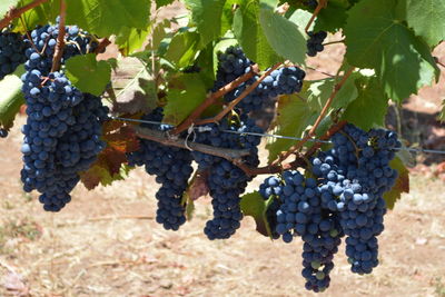 Plants growing in vineyard