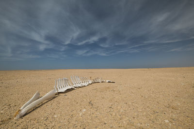 Dead dolphin in arid landscape with dramatic sky above