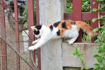 View of a cat on the wall