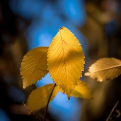 Close-up of yellow maple leaves