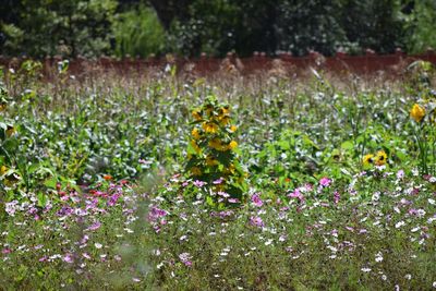 Close-up of bee on field