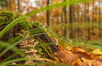 Close-up of plant in forest