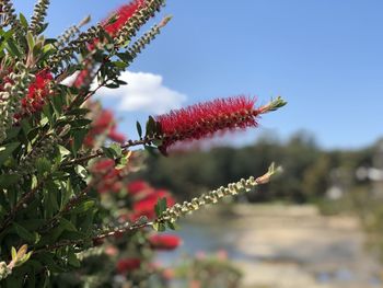 Close-up of red flowering plant against sky