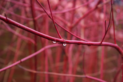 Close-up of water drops on plant