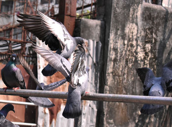 Close-up of pigeon flying