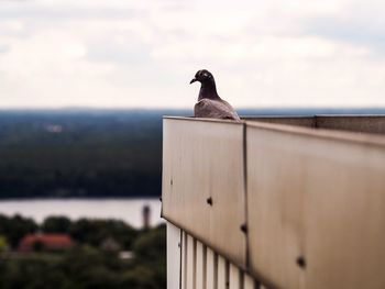 Seagull perching on railing against sea