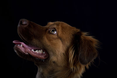 Close-up of dog looking away against black background