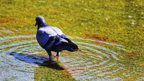Close-up of bird perching on water