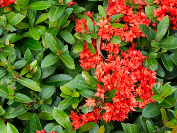 Close-up of red flowers