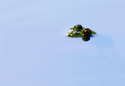 Common frog emerging out from river water