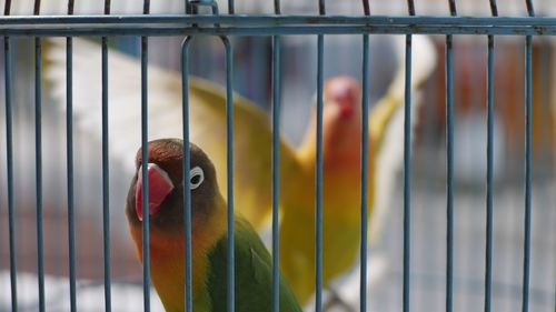 Close-up of parrot in cage