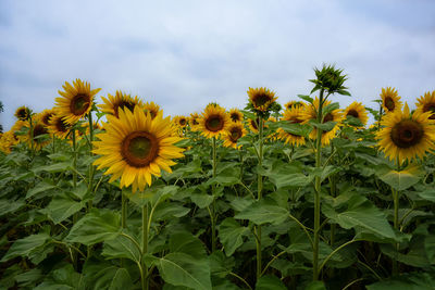 Close-up of yellow sunflower plants on field against sky