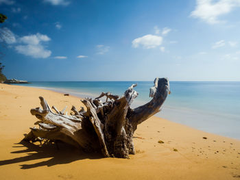 Driftwood on beach against sky