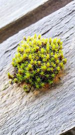 High angle view of yellow flower on tree trunk