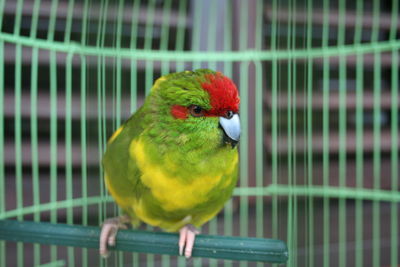 Close-up of parrot perching in cage