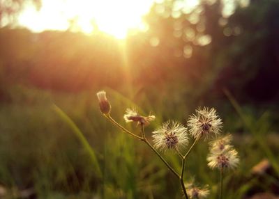 Close-up of dandelion on field against bright sun