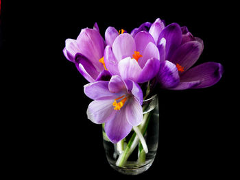 Close-up of purple flower blooming against black background