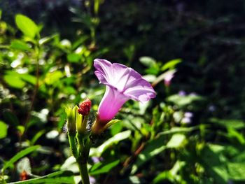 Close-up of flower blooming outdoors