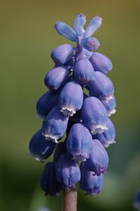 Close-up of purple flowering plant