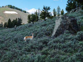 Deer on grassy field