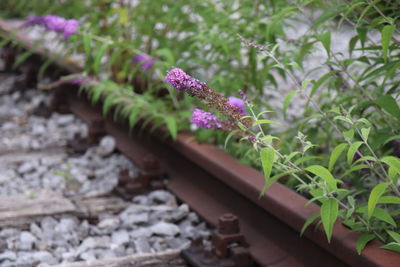 Close-up of pink flowering plant