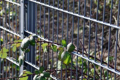 Close-up of fence against plants