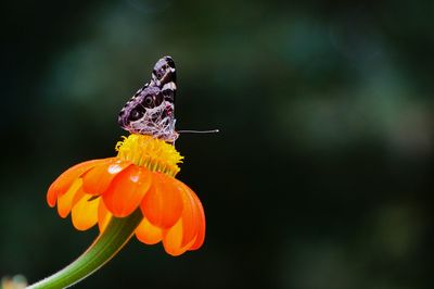 Low angle view of butterfly perching on orange flower during sunny day