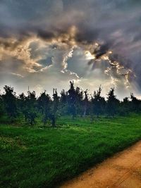 Trees on field against sky