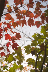 Low angle view of tree