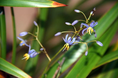 Close-up of purple flowering plant