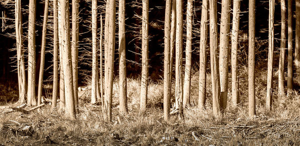 Full frame shot of bamboo trees in forest