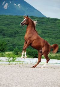 Horse standing on mountain against sky