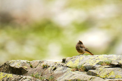 Close-up of bird perching on rock