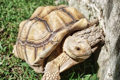 tortoise