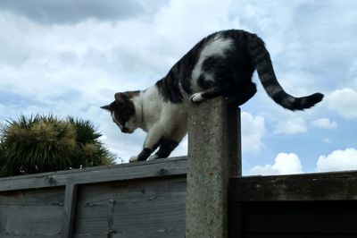 Low angle view of dog against sky