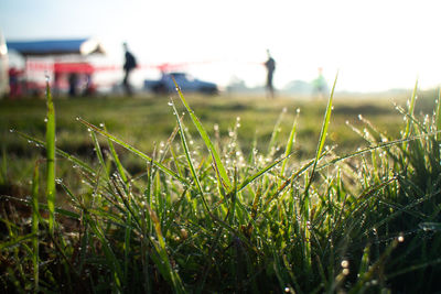 Close-up of dew drops on grass