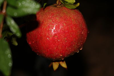 Close-up of wet red berries on water against black background