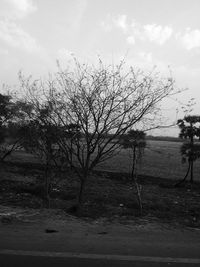 Bare trees by lake