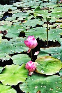 Close-up of lotus water lily in lake