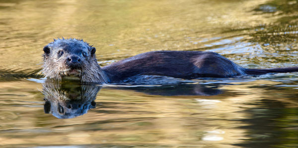 Close-up of elephant swimming in river