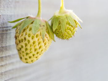 Close-up of unripe strawberries