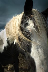 Close-up of horse