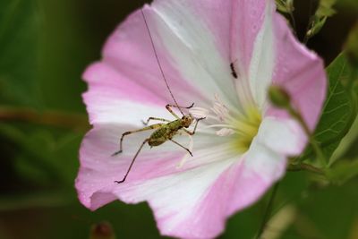 Close-up of bee on pink flower