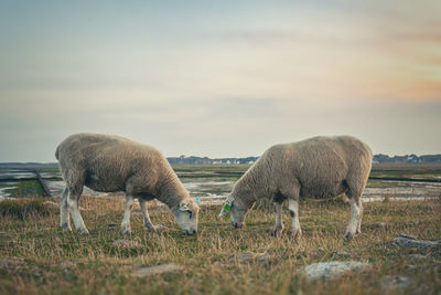 Two sheep at rantum harbour