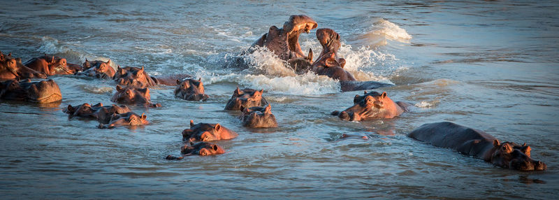 The common hippopotamus  hippo lying in water